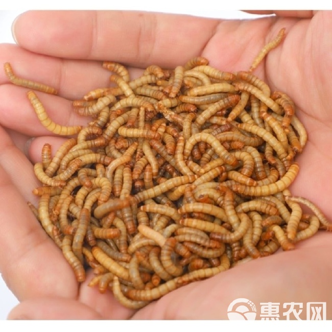 灌云黄粉虫养殖业新动态