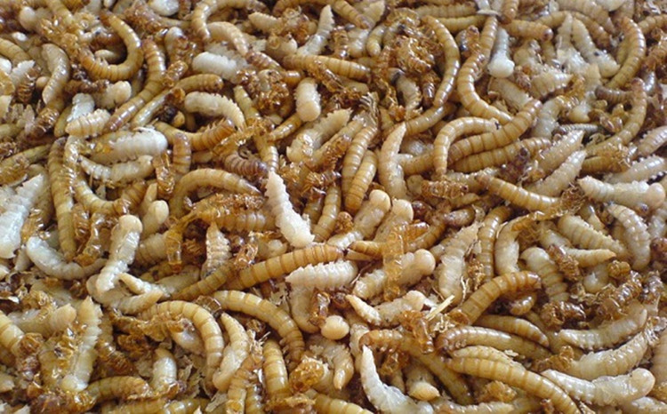 黄粉虫种虫:现代农业的绿色明星