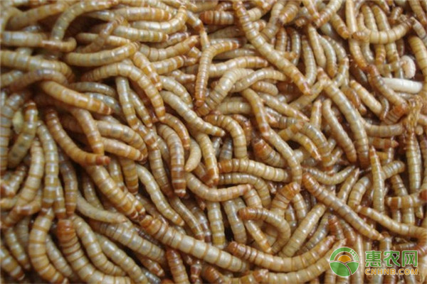 黄粉虫价格