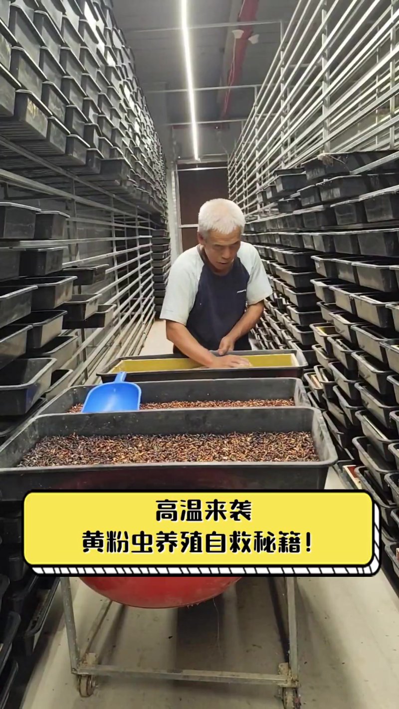 黄粉虫养殖:农业的新蓝海