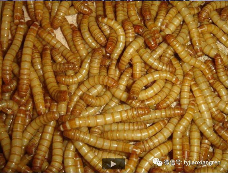 黄粉虫饲料